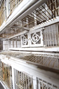 Cage à oiseau xixème