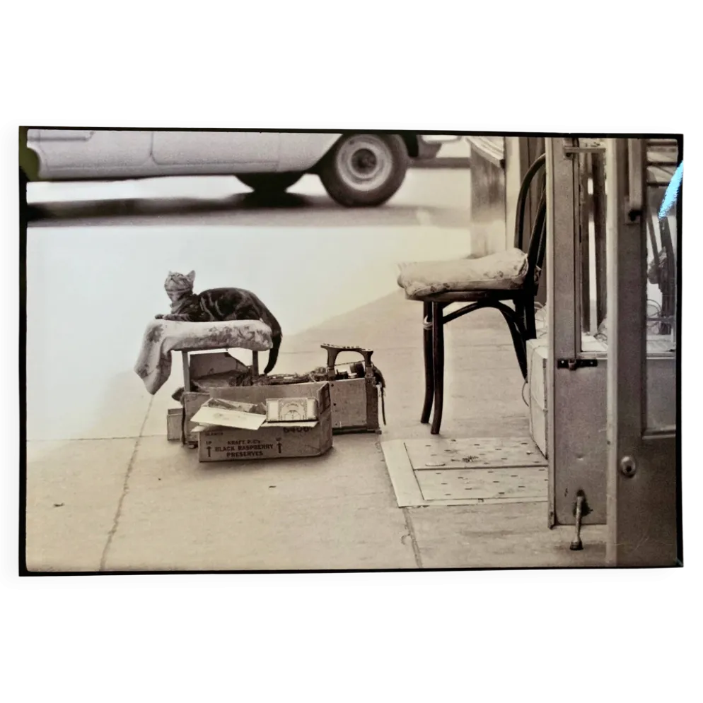 Chat & cireur – NYC 1960 Regard drôle, scène brute. Un instant de rue culte