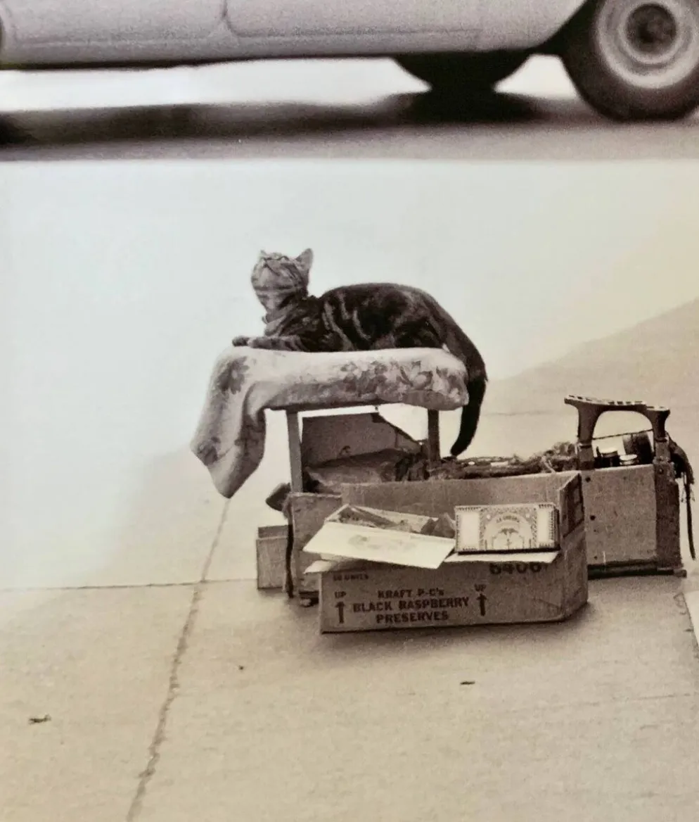 Chat & cireur – NYC 1960 Regard drôle, scène brute. Un instant de rue culte