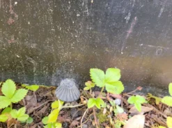 Cheminée en marbre gris mi XIXe