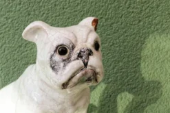 Chien, bouledogue, en terre cuite de Bavent