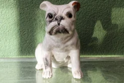 Chien, bouledogue, en terre cuite de Bavent