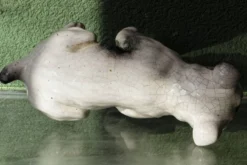 Chien, bouledogue, en terre cuite de Bavent