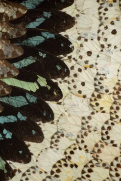 Collage en ailes de papillons xxl