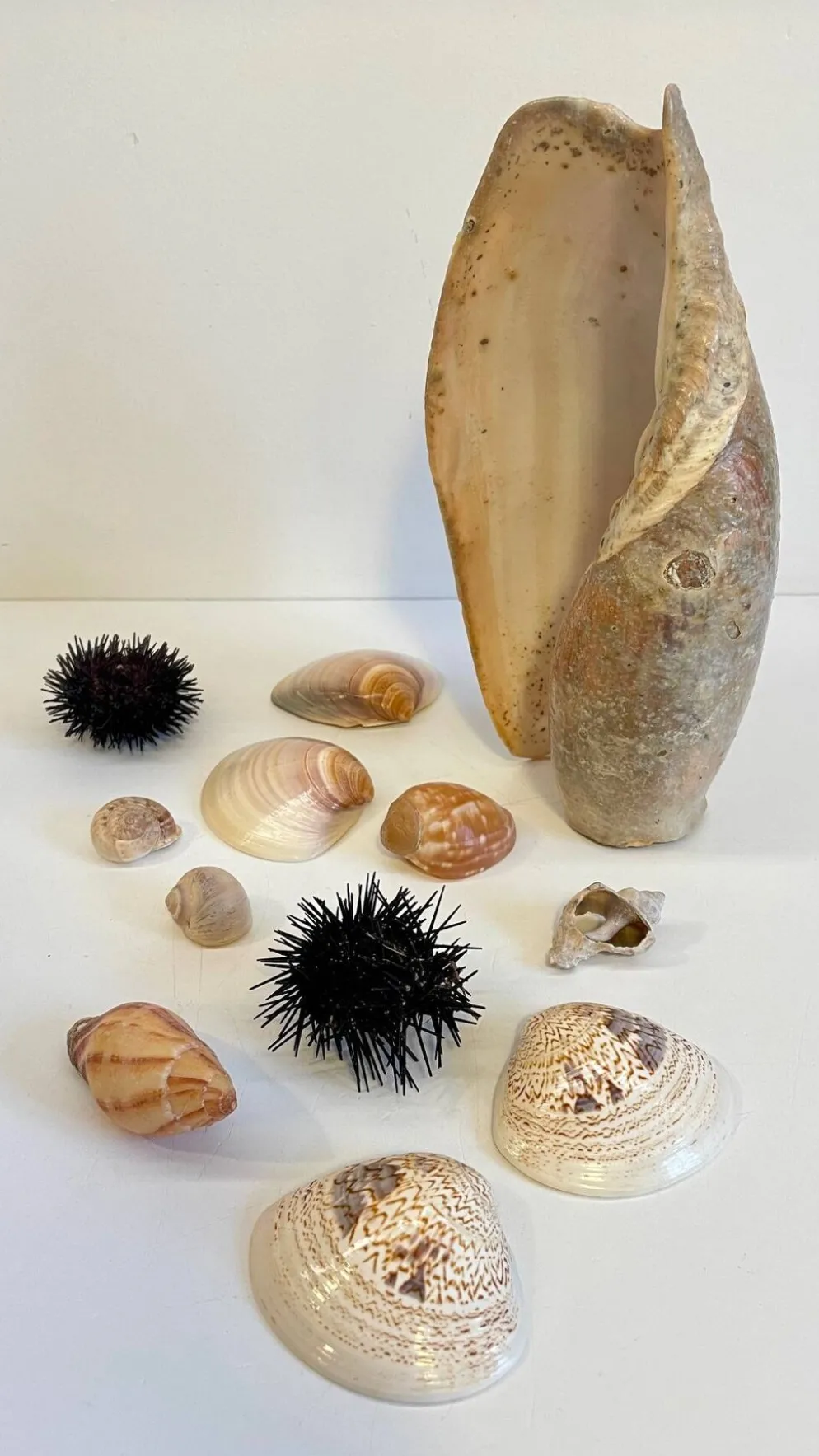 Collection de coquillages