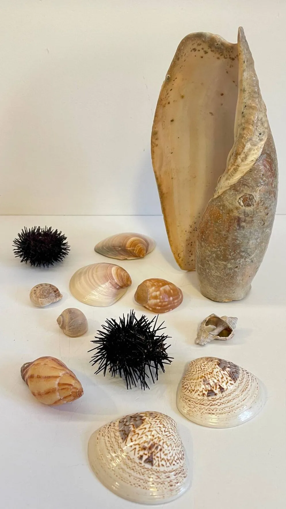 Collection de coquillages
