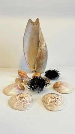 Collection de coquillages
