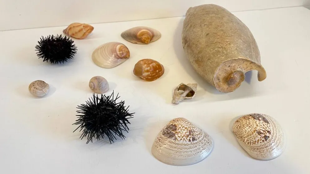Collection de coquillages