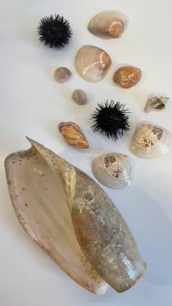 Collection de coquillages