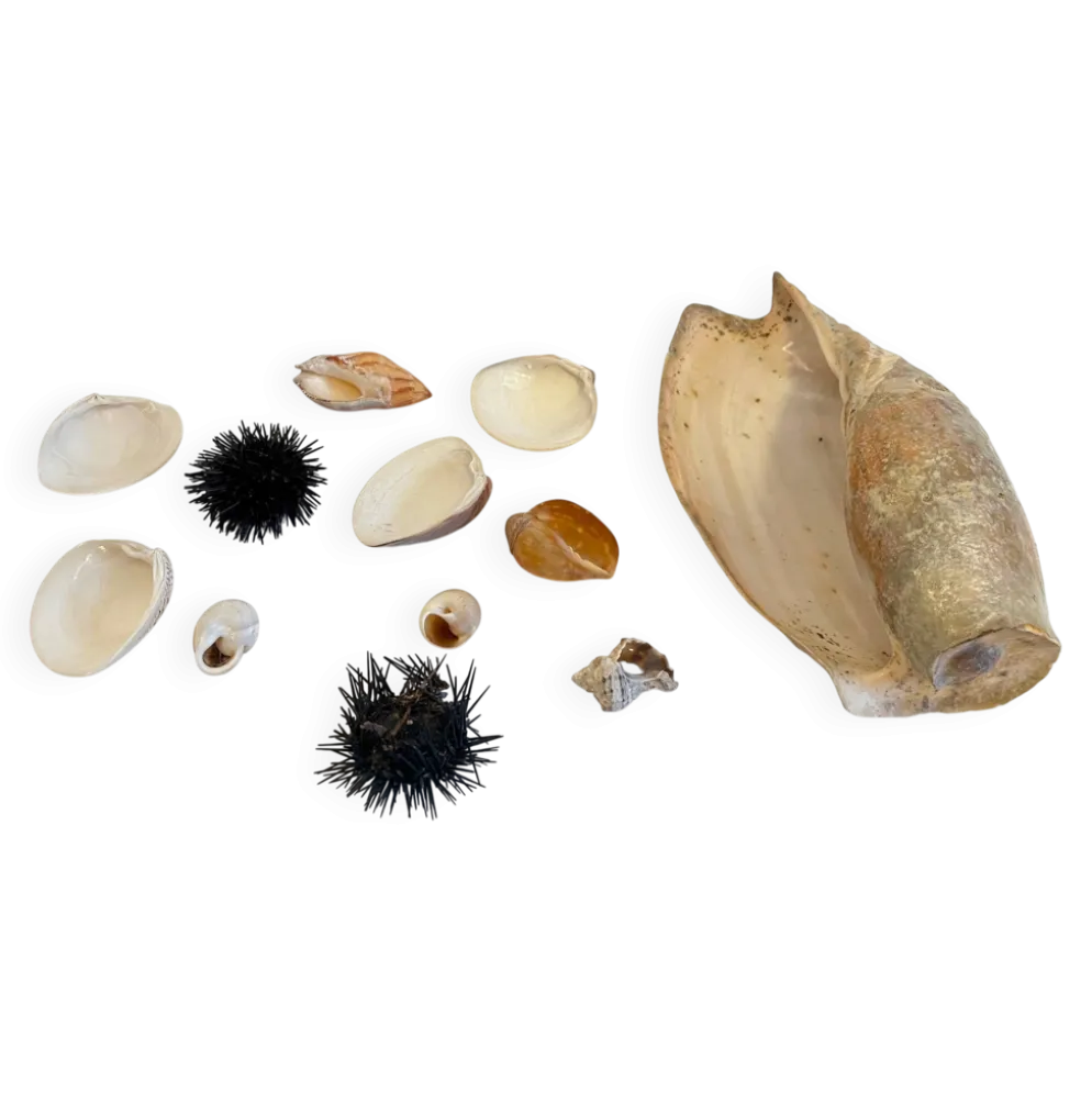 Collection de coquillages