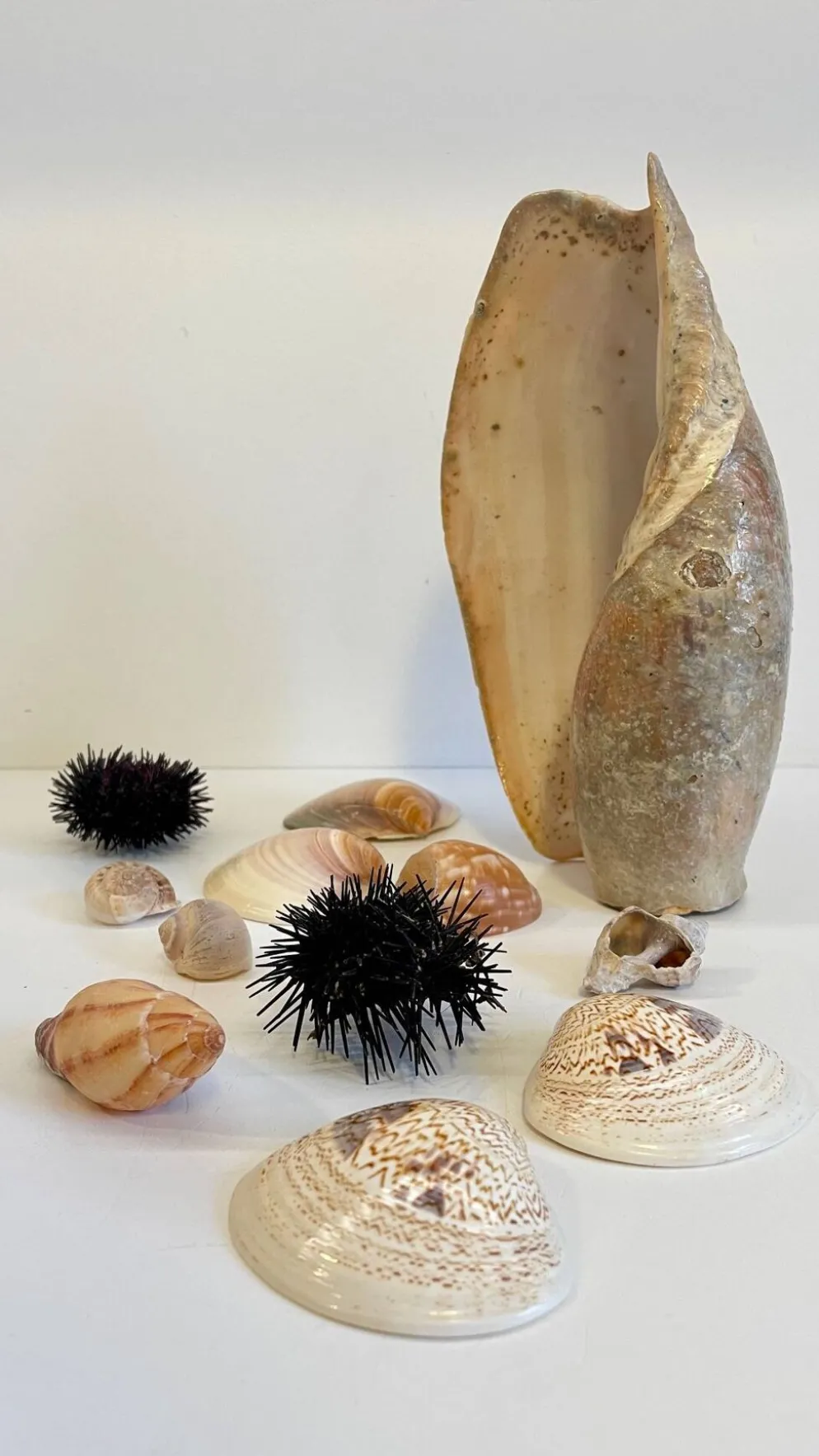 Collection de coquillages