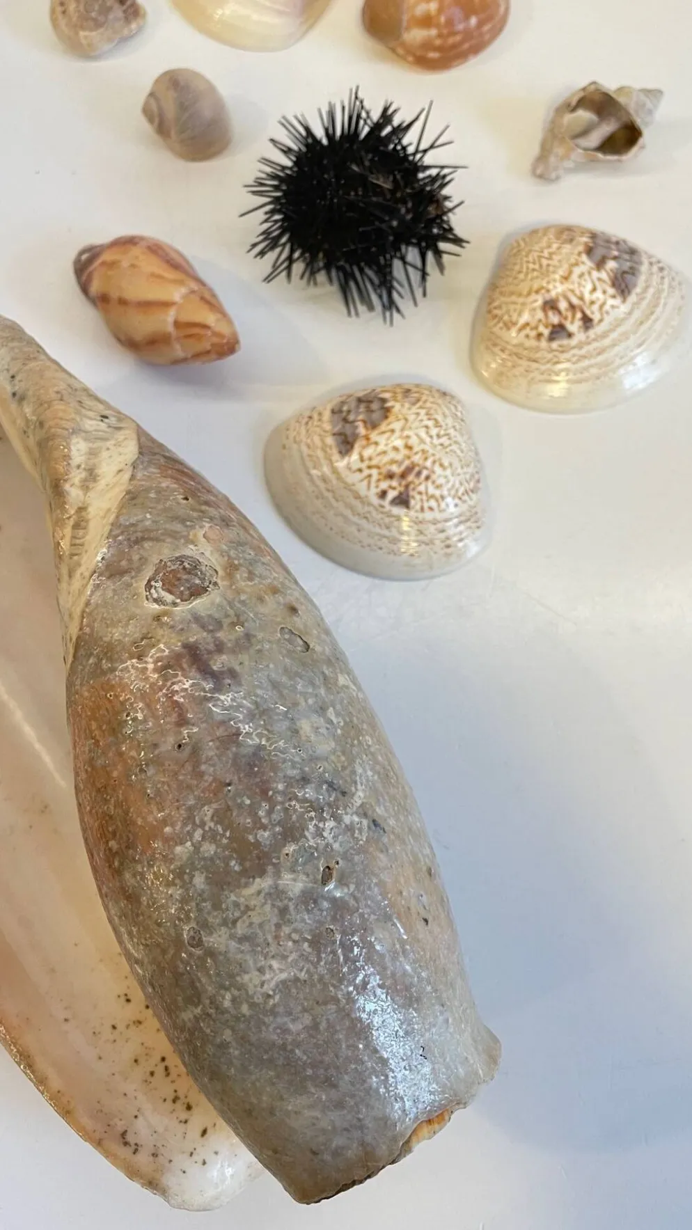 Collection de coquillages