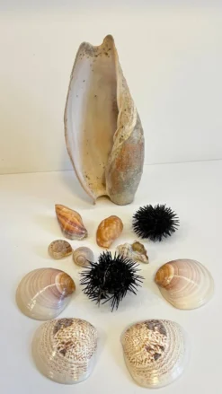 Collection de coquillages