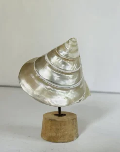 Coquillage
