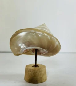 Coquillage