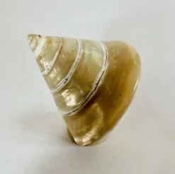 Coquillage