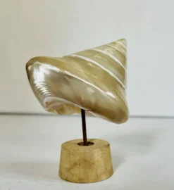 Coquillage