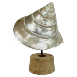 Coquillage