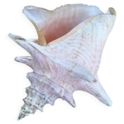 Coquillage