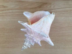 Coquillage