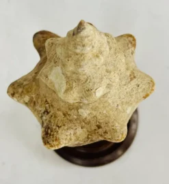 Coquillage