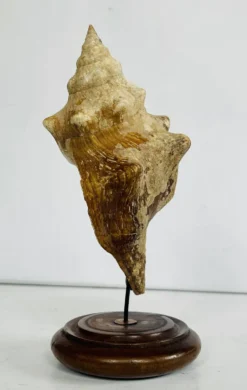 Coquillage