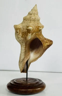 Coquillage