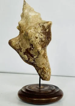 Coquillage