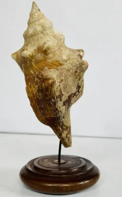Coquillage