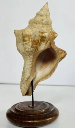 Coquillage