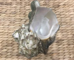Coquillage - Burgot