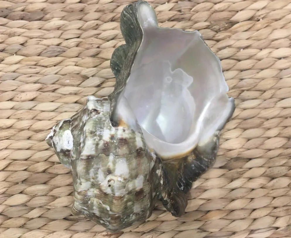 Coquillage - Burgot