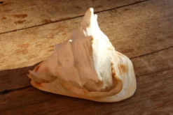 Coquillage Cassis Cornuta