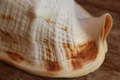 Coquillage Cassis Cornuta