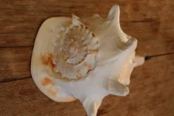 Coquillage Cassis Cornuta