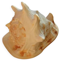 Coquillage Cassis Cornuta