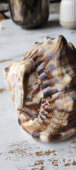Coquillage deco