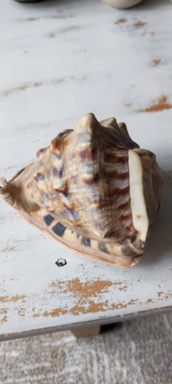Coquillage deco