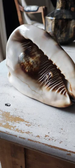 Coquillage deco