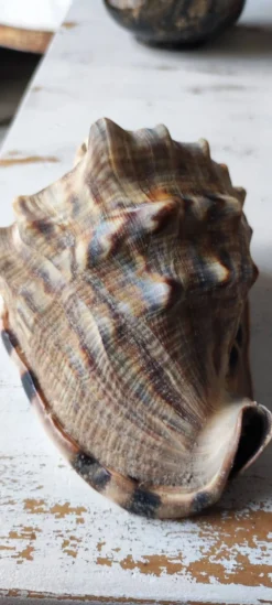 Coquillage deco