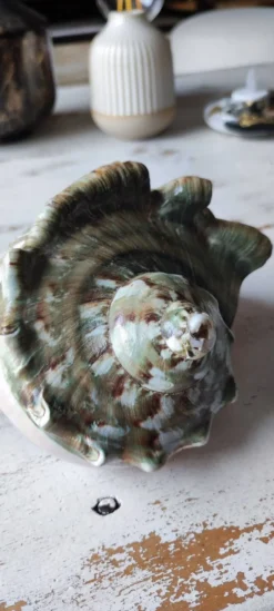 Coquillage deco