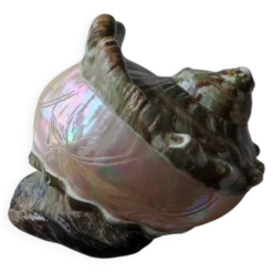 Coquillage deco