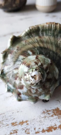 Coquillage deco