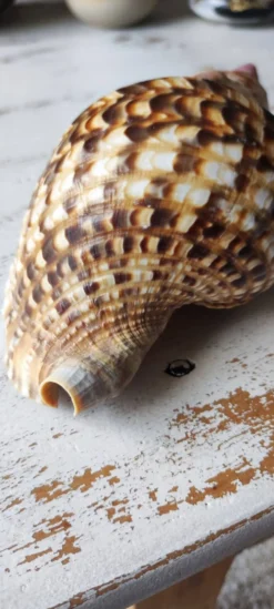 Coquillage deco
