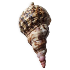 Coquillage deco