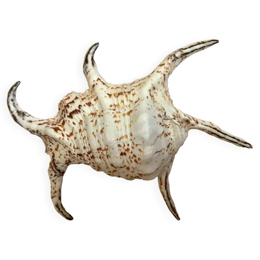 Coquillage lambis