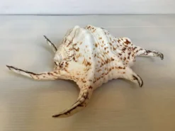 Coquillage lambis