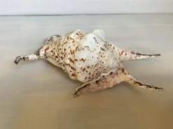 Coquillage lambis