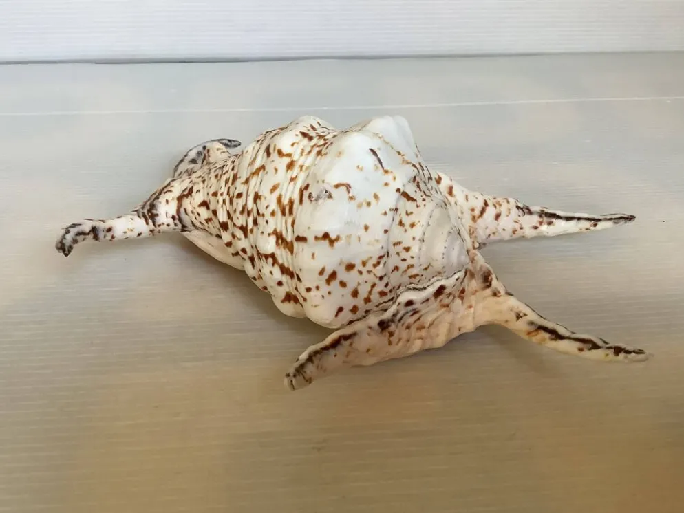 Coquillage lambis