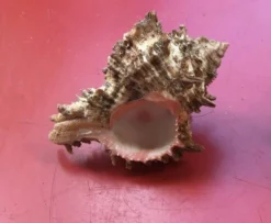 Coquillage Murex